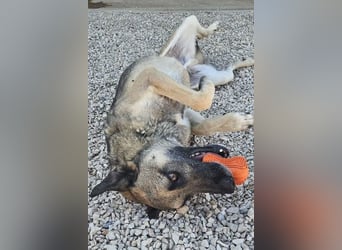 Nuvo – ein Kämpfer mit besonderem Charme sucht ein Zuhause