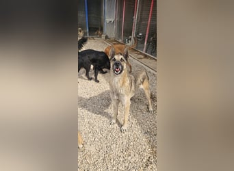 Nuvo – ein Kämpfer mit besonderem Charme sucht ein Zuhause