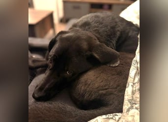 Hugo - aktiver, lernwilliger Jungrüde sucht sein Zuhause