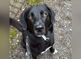 Hugo - aktiver, lernwilliger Jungrüde sucht sein Zuhause