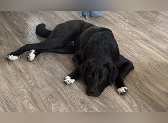 Hugo - aktiver, lernwilliger Jungrüde sucht sein Zuhause