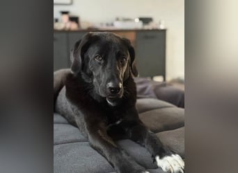 Hugo - aktiver, lernwilliger Jungrüde sucht sein Zuhause