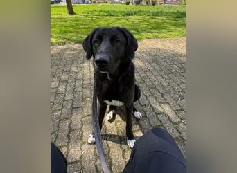 Hugo - aktiver, lernwilliger Jungrüde sucht sein Zuhause