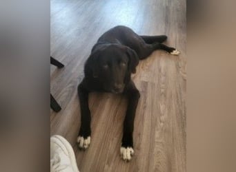 Hugo - aktiver, lernwilliger Jungrüde sucht sein Zuhause