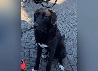 Hugo - aktiver, lernwilliger Jungrüde sucht sein Zuhause