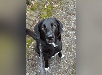 Hugo - aktiver, lernwilliger Jungrüde sucht sein Zuhause