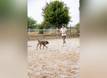 Ludo (7) sehnt sicht nach einem Zuhause