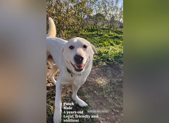 Patch (3) ist ein wahrer Sonnenschein