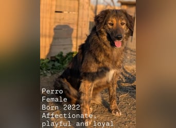 Perro (5) ist unsere dreibeinige Schönheit