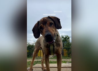 Ludo (7) sehnt sicht nach einem Zuhause