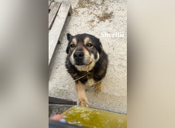 Sheri (6) wartet auf Dich