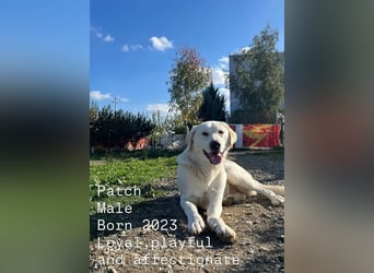 Patch (3) ist ein wahrer Sonnenschein