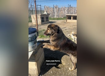 Perro (5) ist unsere dreibeinige Schönheit