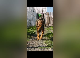Ludo (7) sehnt sicht nach einem Zuhause