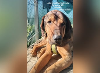 Ludo (7) sehnt sicht nach einem Zuhause