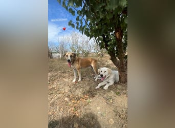 Patch (3) ist ein wahrer Sonnenschein