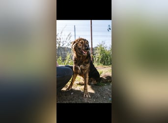 Perro (5) ist unsere dreibeinige Schönheit