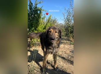 Perro (5) ist unsere dreibeinige Schönheit