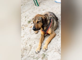 Ludo (7) sehnt sicht nach einem Zuhause