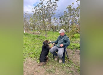 Perro (5) ist unsere dreibeinige Schönheit