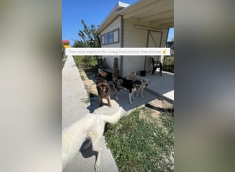 Perro (5) ist unsere dreibeinige Schönheit