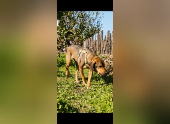 Ludo (7) sehnt sicht nach einem Zuhause