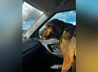 Ludo (7) sehnt sicht nach einem Zuhause