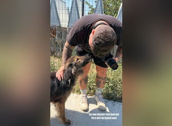 Perro (5) ist unsere dreibeinige Schönheit