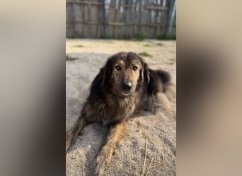 Perro (5) ist unsere dreibeinige Schönheit