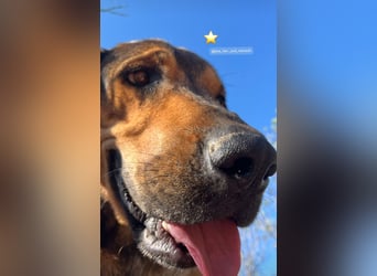 Ludo (7) sehnt sicht nach einem Zuhause