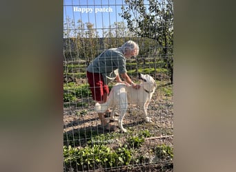 Patch (3) ist ein wahrer Sonnenschein
