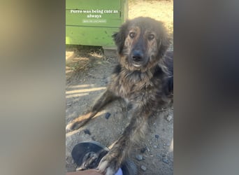Perro (5) ist unsere dreibeinige Schönheit