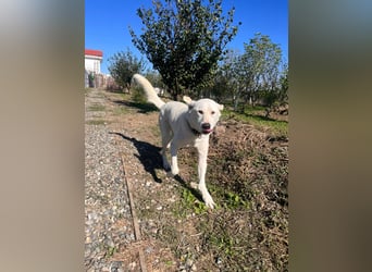 Patch (3) ist ein wahrer Sonnenschein