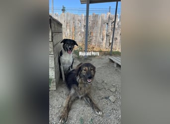 Perro (5) ist unsere dreibeinige Schönheit