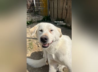 Patch (3) ist ein wahrer Sonnenschein