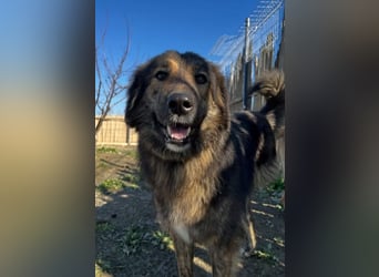 Perro (5) ist unsere dreibeinige Schönheit