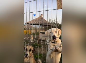 Patch (3) ist ein wahrer Sonnenschein