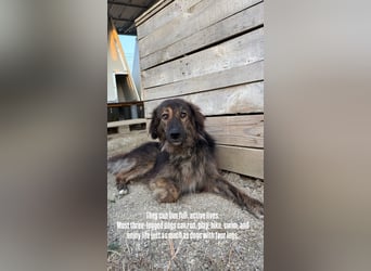 Perro (5) ist unsere dreibeinige Schönheit