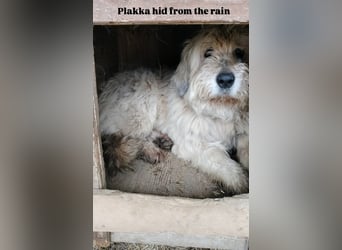 Oma Plakka (11) sucht ein gemütliches Plätzchen
