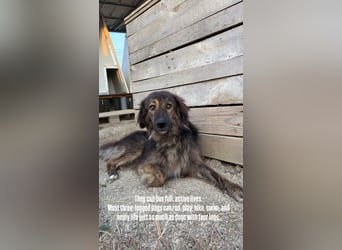 Perro (5) ist unsere dreibeinige Schönheit