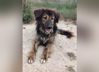 Perro (5) ist unsere dreibeinige Schönheit