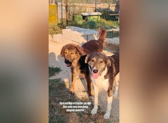 Perro (5) ist unsere dreibeinige Schönheit