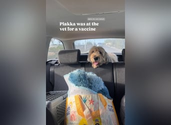 Oma Plakka (11) sucht ein gemütliches Plätzchen