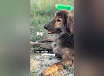 Perro (5) ist unsere dreibeinige Schönheit