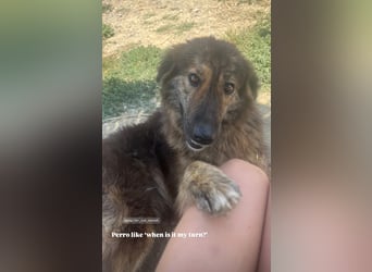 Perro (5) ist unsere dreibeinige Schönheit