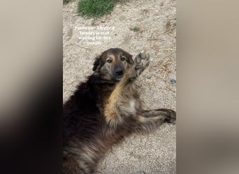 Perro (5) ist unsere dreibeinige Schönheit