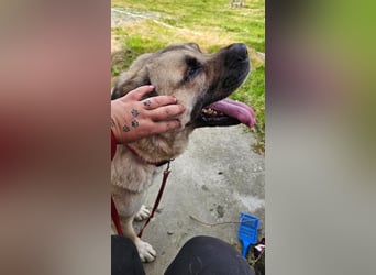 Dushi (3) ist ein großer Kuschelbär