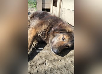 Perro (5) ist unsere dreibeinige Schönheit