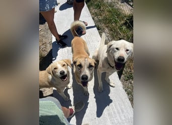 Patch (3) ist ein wahrer Sonnenschein