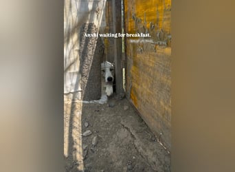 Anxhi (3) sehnt sich nach einer Familie